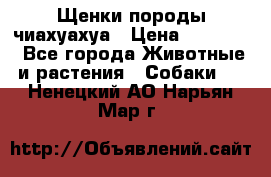 Щенки породы чиахуахуа › Цена ­ 12 000 - Все города Животные и растения » Собаки   . Ненецкий АО,Нарьян-Мар г.